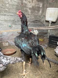 Aseel Shamo Cross In Good Height 1 Year Of Age Male For Sale