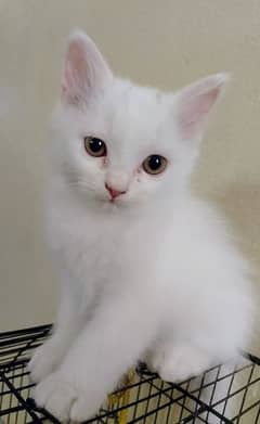 female persion kitten for sale