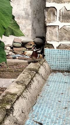 Wood ducks