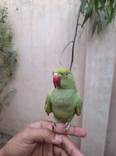hand tame parrot with cage