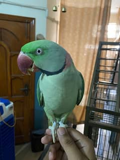 green parrot | Kashmiri raw parrot pair for sale in rawalpindi