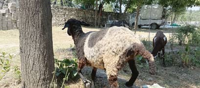 sheep for sale