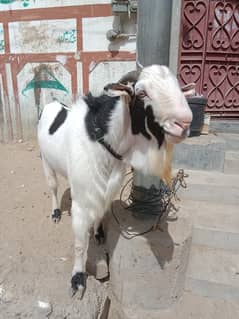 goat / goat for sale / bakra / qurbani ka bakra