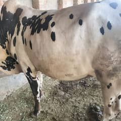 cow for qurbani