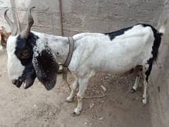 Goat / bakri urgent sale