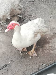 Eggs / Chicks Available