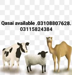 Qasai - Qasab - zibah Qurbani - slaughter - Cow - butcher - kasai eid