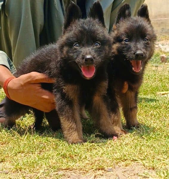 long coat German Shepherd pair 2 month for sale 0