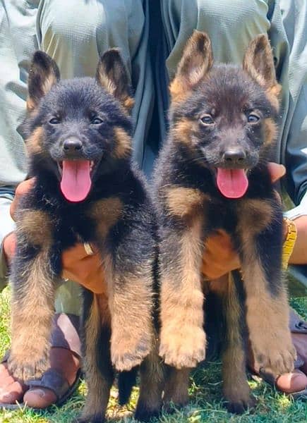 long coat German Shepherd pair 2 month for sale 1