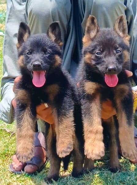 long coat German Shepherd pair 2 month for sale 2