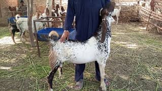 2 Dant Bakra Andu/Breeder/Makhachini/Munda goat for sale.
