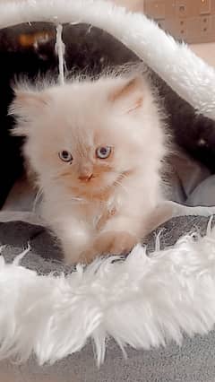 Quality Persian Female /Male Kittens