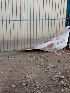 red paid dove