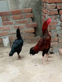 Aseel pairs and chicks for sale 0