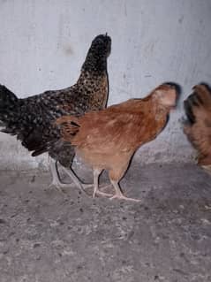 Desi femal chicks