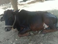 Dasi bulls/cow for sale /Wacha/donda/bull for sale / qurbani ka janwar