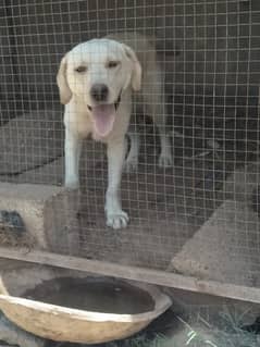 Golden Labrador Retriever Female of 1 year