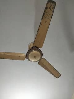 this is a fan
