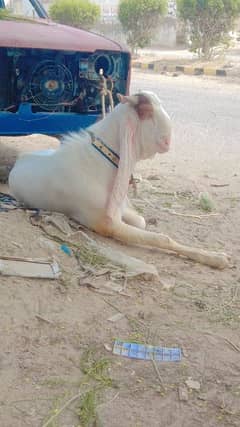 bakra breeder/qurbani