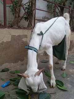 Gulabi goat