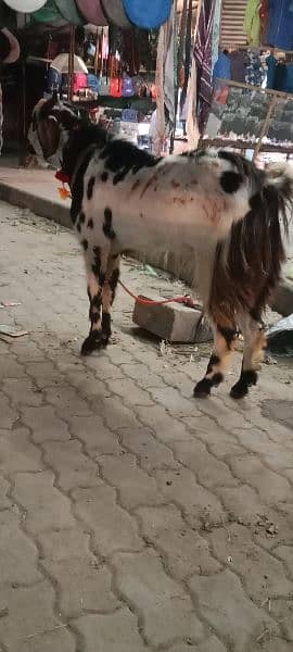 Desi bakra 1