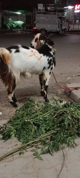 Desi bakra 4