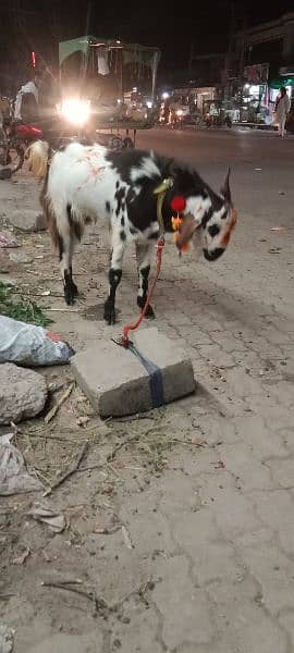 Desi bakra 5