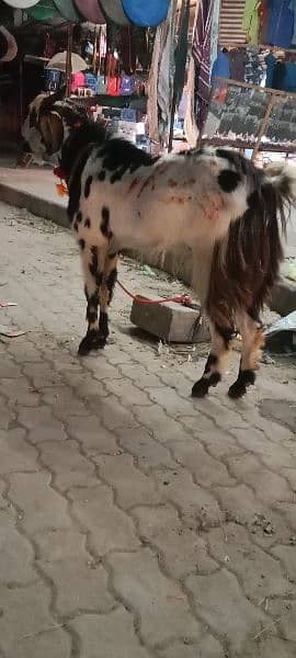 Desi bakra 7