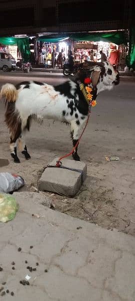 Desi bakra 9