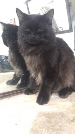 black persian cat for sale