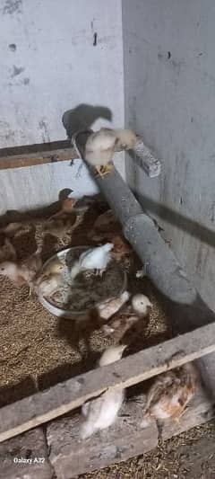 27 chicks