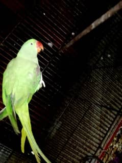 complete young female Raa Parrot