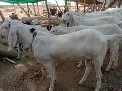 Rajanpuri qurbani k dondy bakry