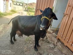 Cow for sale with 6 months old calf
