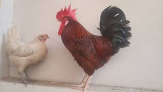 Pure Desi Cock & Hen Pair For Sale