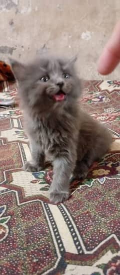 Smokey Gray Persian Double Coated 45 days old Kitten For Sale