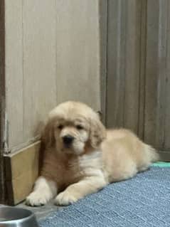 American Golden Retriever