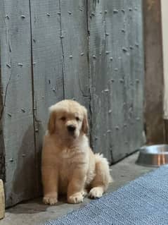 American Golden Retriever for sale near me