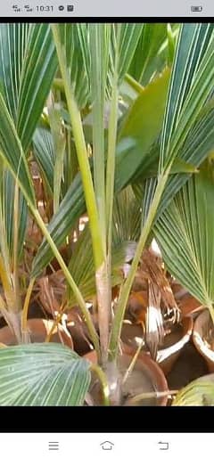 coconut tree for sale