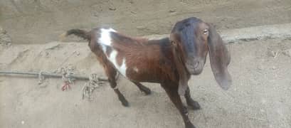 tiny bakra for sell only serious buyers contact olx chat