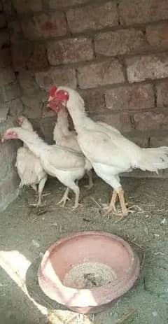 high quality Heera chicks for sale