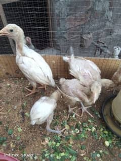 high quality Heera chicks for sale
