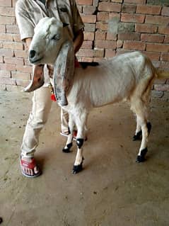 female bakri dondi