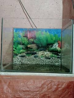 Fish Aquarium 10/10.  ( 03123626489 )