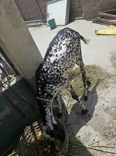 eid bakry for sale