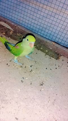 parrots chicks for sale kashmiri jumbo size chicks