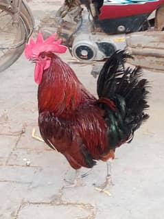 Pure Desi Cock