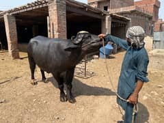 BEAUTIFUL QURBANI] BUFFALO / KATTA/Cow | Bull | bachra | Desi bachr/