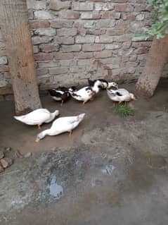 Healthy active and young home grown Ducks