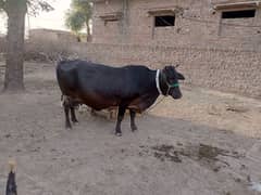 Valaity cow